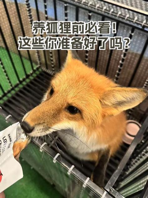 狐狸养久了会认主人吗