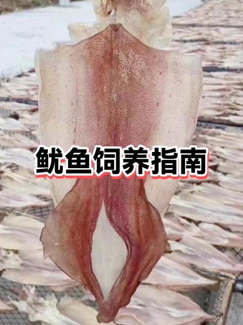 五种人不宜吃鱿鱼