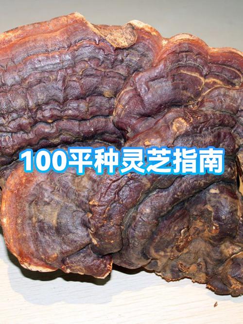 灵芝多少钱一斤缩略图