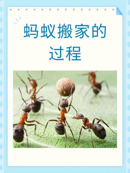 蚂蚁搬家公司价格表