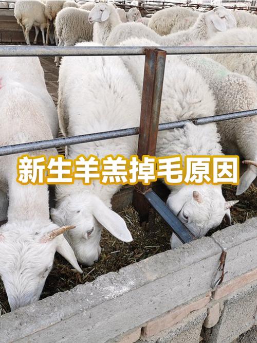 羊掉毛怎么治疗视频