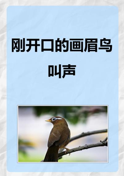 鸟的叫声音还可以用在哪里