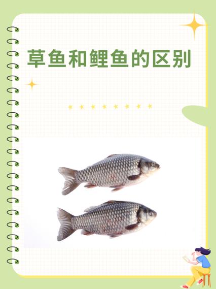 草鱼和鲤鱼哪个刺多