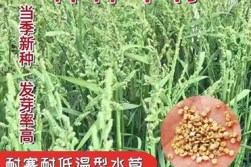 棒棒草籽的种植方法和时间视频