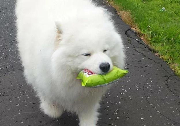 狗狗每天溜一次可以吗