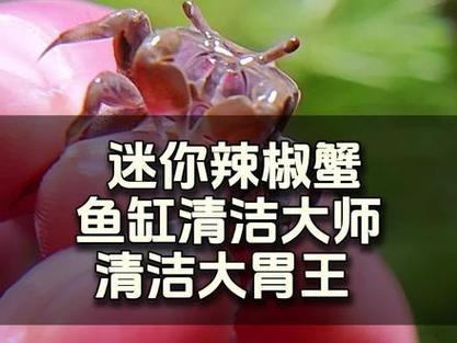 鱼缸粪便清理螃蟹