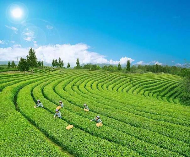 最好的茶
