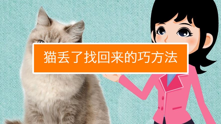 猫丢了16天还能找到吗游戏截图