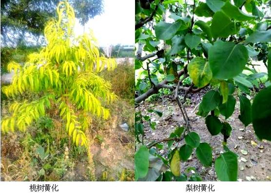 果树黄化病