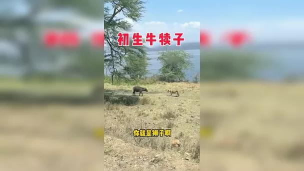 牛搞笑配音视频