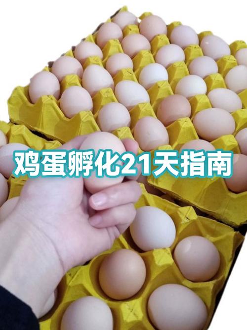 孵小鸡听到叫声一般多久才能破壳