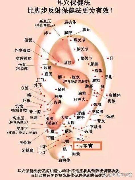 耳朵部位图