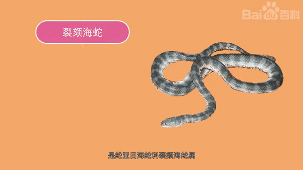 海蛇模拟器摸拟器缩略图