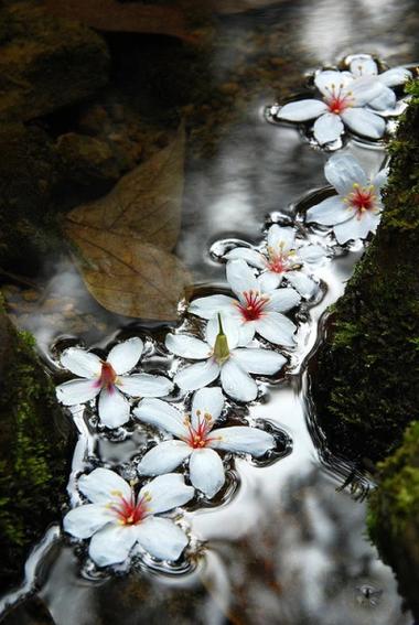 花花世界的唯美句子