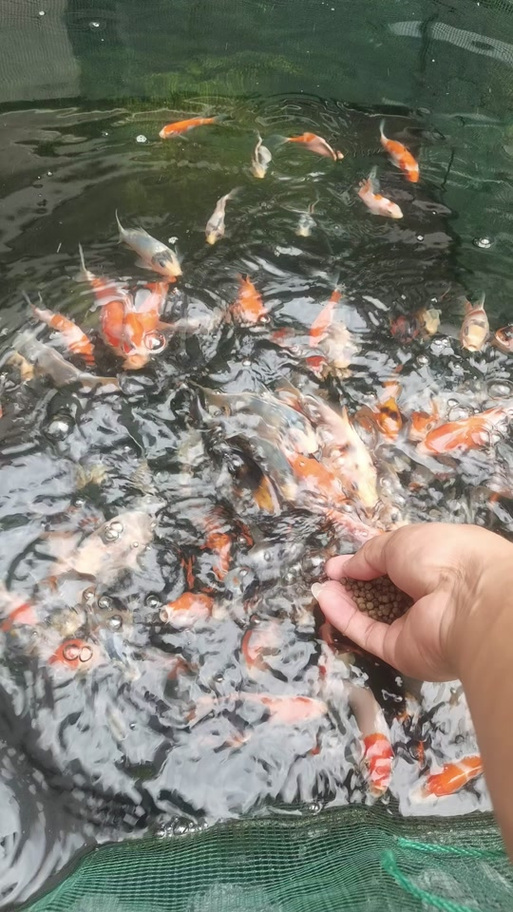 锦鲤水花生长过程