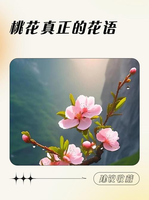 桃子的暗语是什么意思