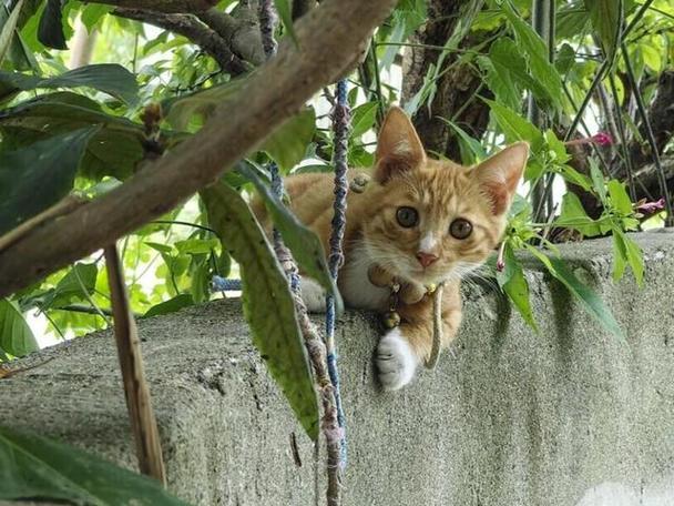 那个猫猫开的精神病店叫什么