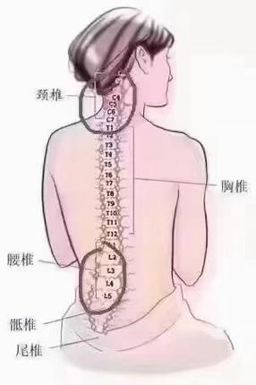 脖子以下全是腰