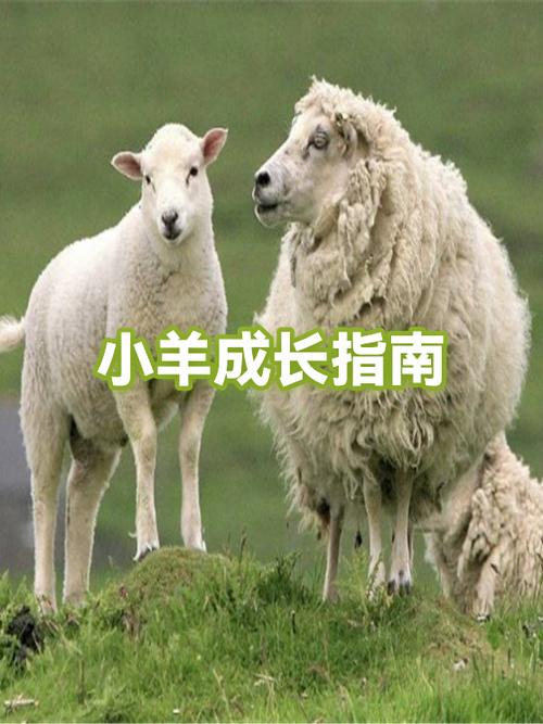 母羊不认小羊怎么办