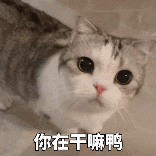 喂你在干嘛呢表情包