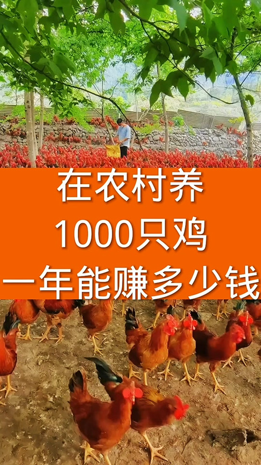 当鸡一年能赚多少钱