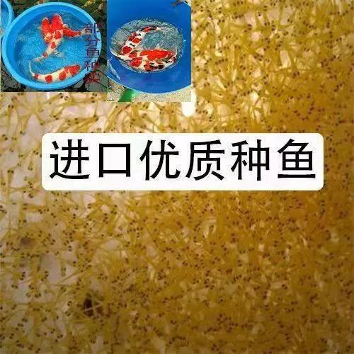 绯写锦鲤什么时候变红
