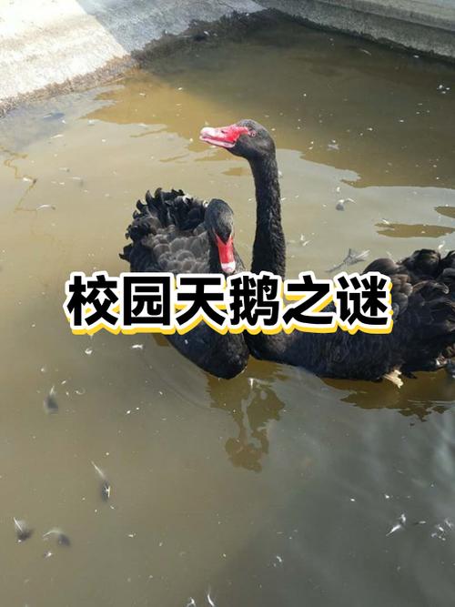关于天鹅的传说故事缩略图