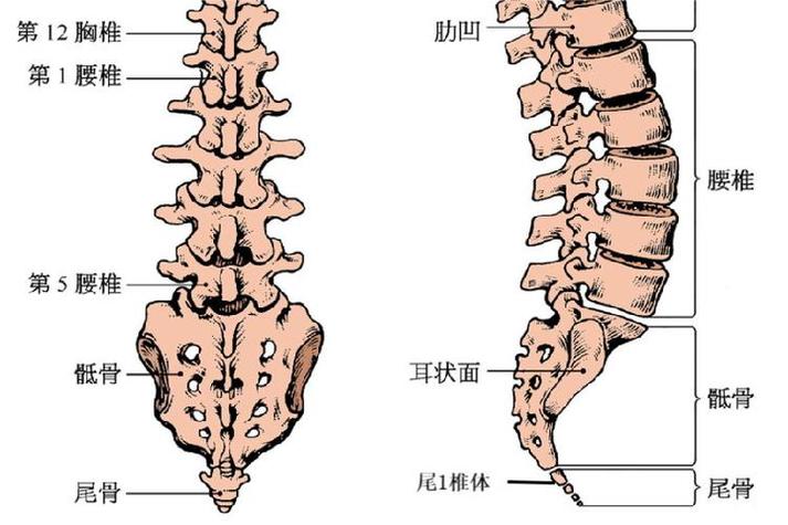 尾椎骨第三节示意图