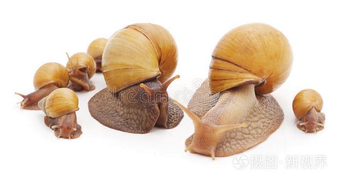 大蜗牛和小蜗牛的区别