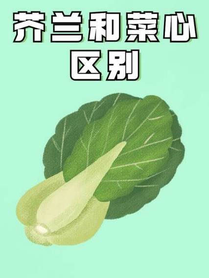 芥兰和菜心怎么区分