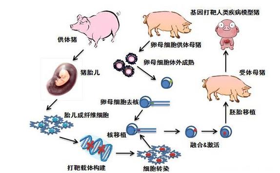 克隆技术的好处和危害是什么