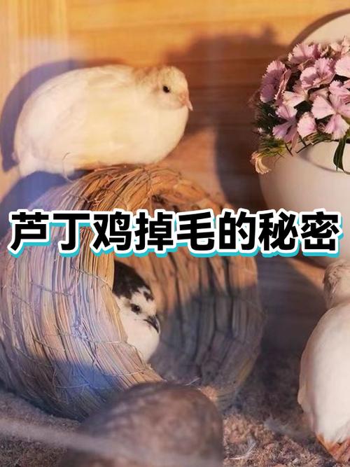 芦丁鸡梳理羽毛的原因截图