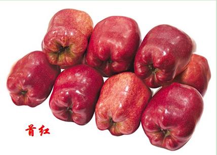 首红苹果品种介绍
