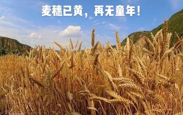 适合发朋友圈的麦穗句子图标