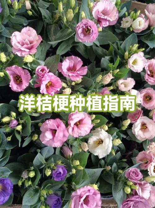 洋桔梗长多高游戏截图
