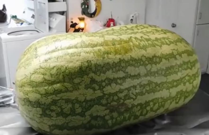 大西瓜VA现在