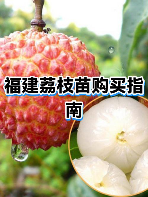 荔枝苗哪里有卖