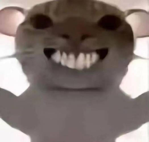 老鼠拉猫的图片大全