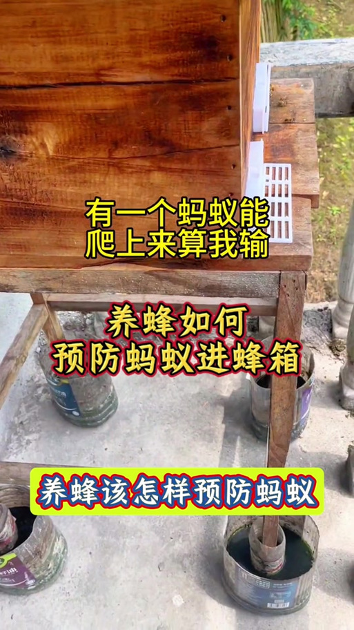 蜂箱有蚂蚁怎么消灭最彻底截图