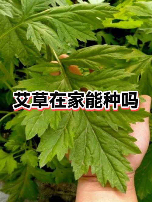 十年艾草还能用吗缩略图