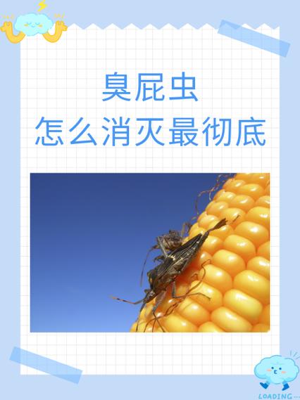 杀臭屁虫用什么药截图