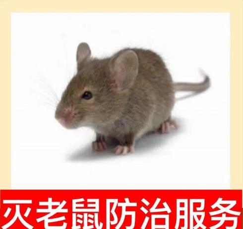 鼠标快速移动跟不上