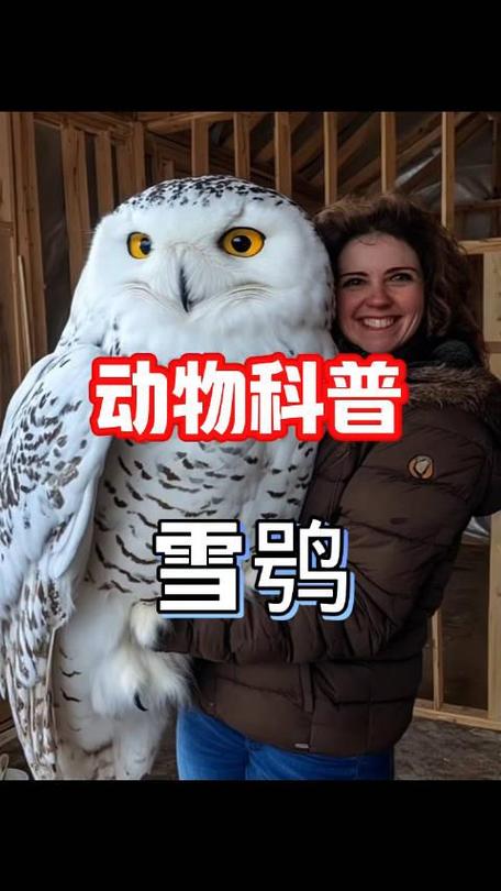 猫头鹰和雪鸮的区别