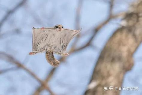 飞鼠赞