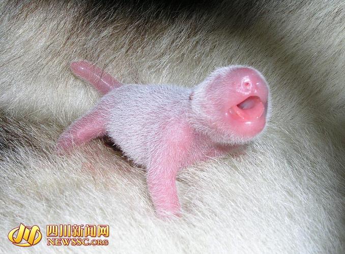 熊猫怀胎几个月出生