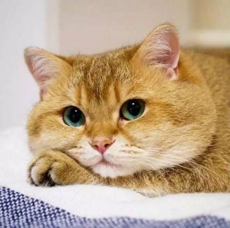 肉色的猫