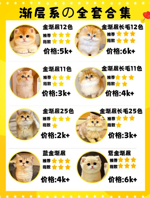 小金子猫咪是什么品种