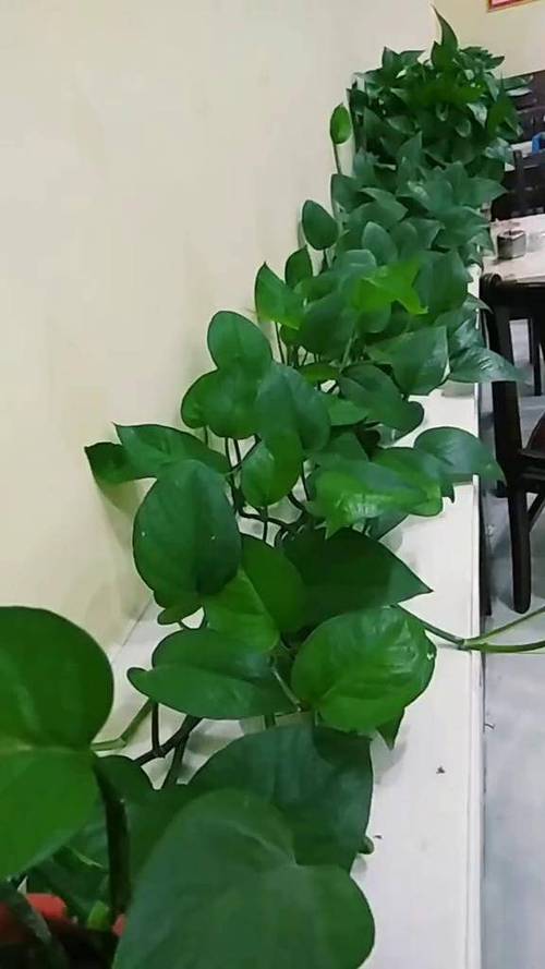 绿萝花西能治三高吗
