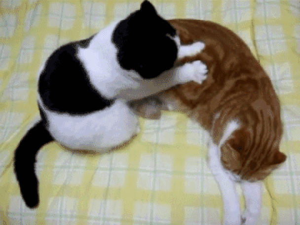 猫踩奶什么意思
