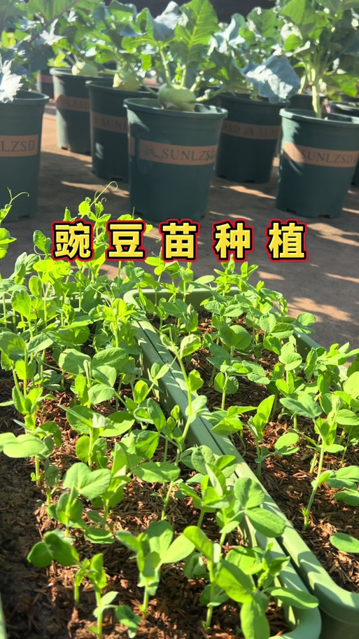 豌豆苗怎么发缩略图